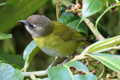 2 Finkengruenammer P1080988