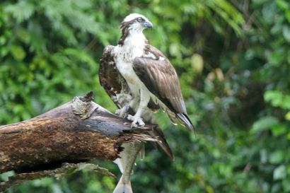 1 Fischadler P1070968