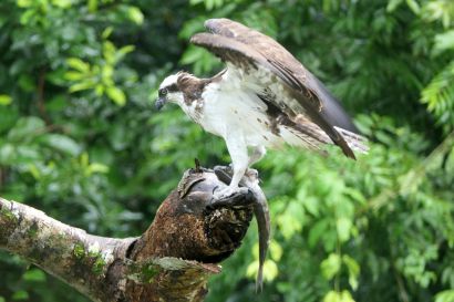 2 Fischadler P1070981