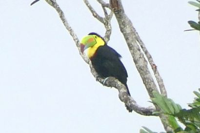 Fischertukan P1070681