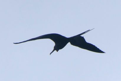 2 Fregattvogel P1070896