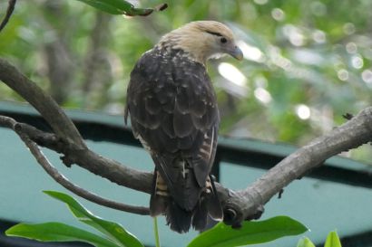 Gelbkopfkarakara P1090207