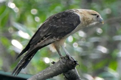 Gelbkopfkarakara P1090208