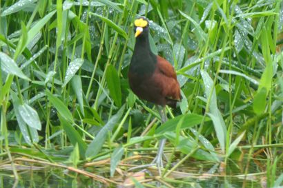 Gelbstirn Blatthuehnchen P1070580