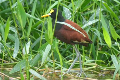Gelbstirn Blatthuehnchen P1070583