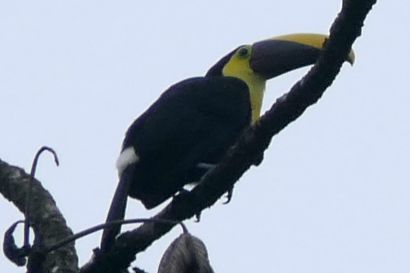 1 Goldkehltukan P1080577