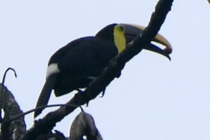 2 Goldkehltukan P1080578