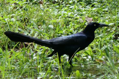 1 Großschwanzgrackel P1080091