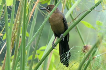 2 Großschwanzgrackel P1080479