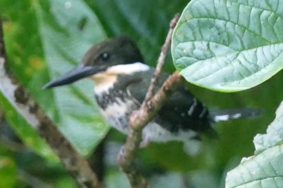 Gruenfischer P1070549