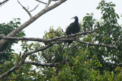 1 Gruenibis P1070673
