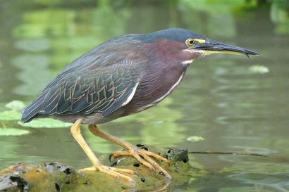 1 Gruenreiher P1070622