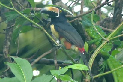 2 Halsbandarassari P1070945