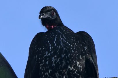 1 Haubenguan P1080668