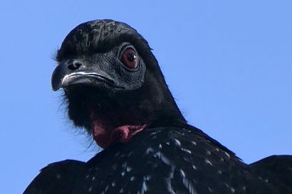 2 Haubenguan P1080668