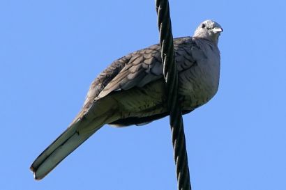 1 Inkataeubchen P1090375