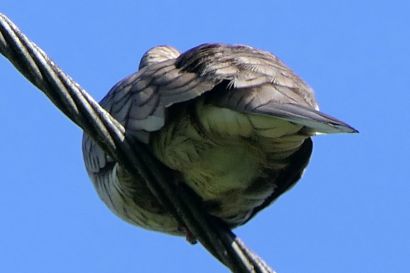 2 Inkataeubchen P1090368