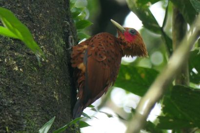 Kastanienspecht P1070714