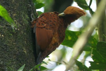 Kastanienspecht P1070716