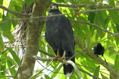 1 Krabbenbussard P1090166