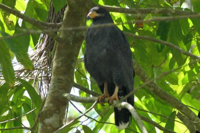 2 Krabbenbussard P1090165
