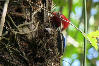 Linienspecht P1080238