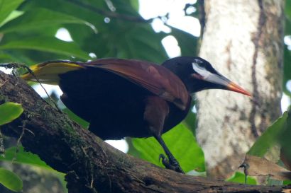 1 Montezumastirnvogel P1070701