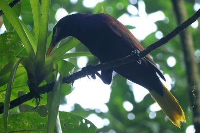 2 Montezumastirnvogel P1070704