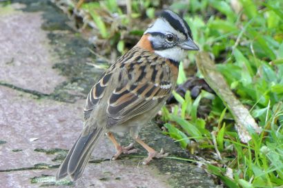 1 Morgenammer P1080670