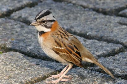 2 Morgenammer P1080675