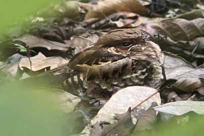 1 Nachtschwalbe IMG 2792