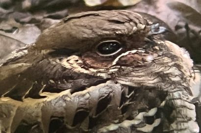 2 Nachtschwalbe IMG 2792