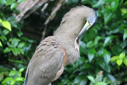 2 Nacktkehlreiher P1070641