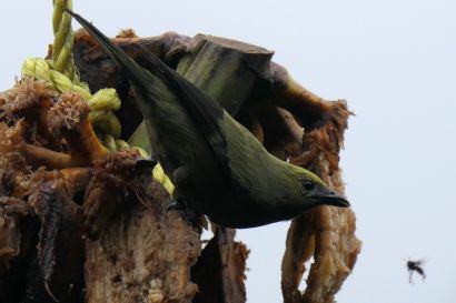 2 Palmtangare P1080543