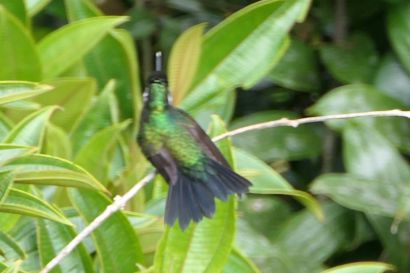 Purpurkehlnymphe P1080920