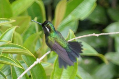 Purpurkehlnymphe P1080921