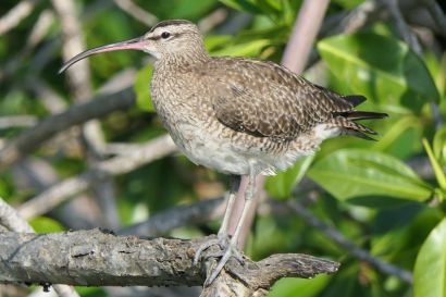 1 Regenbrachvogel P1090297