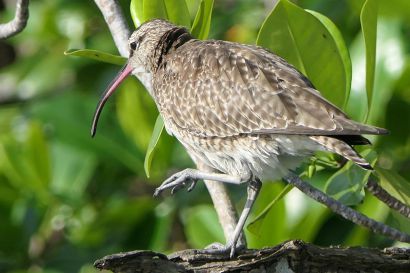 2 Regenbrachvogel P1090287
