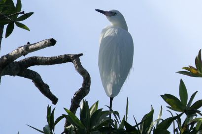 1 Roetelreiher P1090331