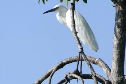 2 Roetelreiher P1090327