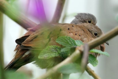 Rosttaeubchen P1080498