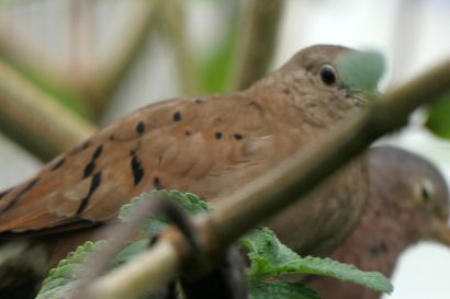 Rosttaeubchen P1080503