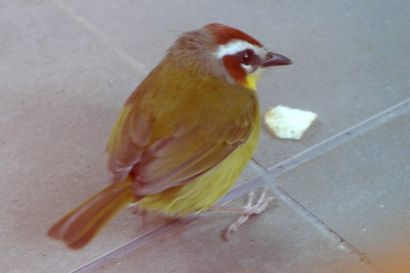 Rotkappenwaldsaenger P1090020