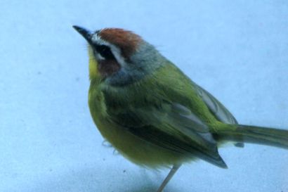 Rotkappenwaldsaenger P1090023