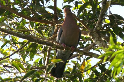 1 Rotschnabeltaube P1080895