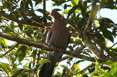 2 Rotschnabeltaube P1080894