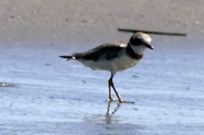 1 Sandregenpfeifer P1070420