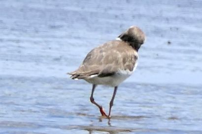 2 Sandregenpfeifer P1070420