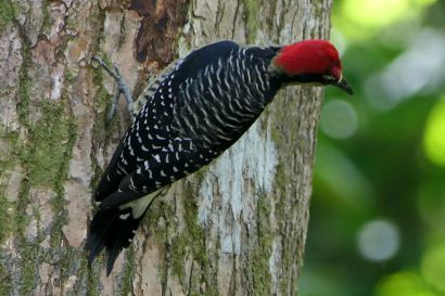 1 Schlaefenfleckspecht P1080140