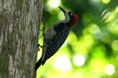 2 Schlaefenfleckspecht P1080142